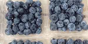Blue Berry