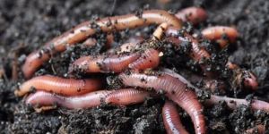 Live Earthworm