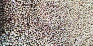 Sorghum Seeds