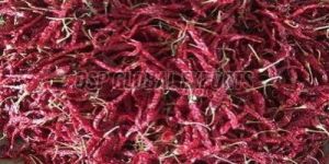 Stemmed Byadgi Dried Red Chilli