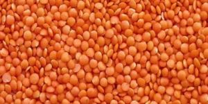 Red Masoor Dal