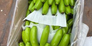 Fresh Green Banana