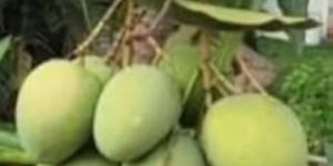 Natural Banginapalli Mango