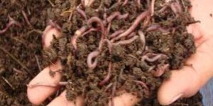 Earthworm Compost