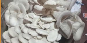 Fresh Oyester Mushroom