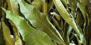 Mango Leaves