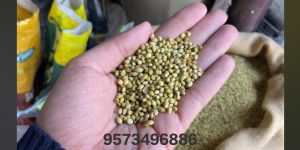 Coriander Powder