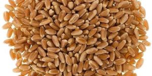 Lok 1 Wheat Seeds
