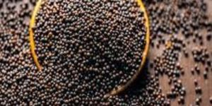 Mustard Seeds
