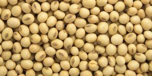 Organic Soybean Seeds