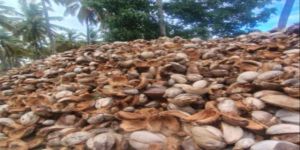 Coconut Husk