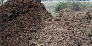 Cow Dung Manure