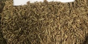 Singapore Quality 99% Cumin Seeds
