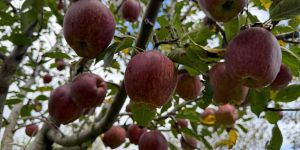 Organic Fresh Shimla Apple