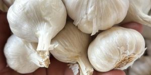 Organic Garlic