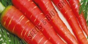 Lal Badshah Carrot Seeds