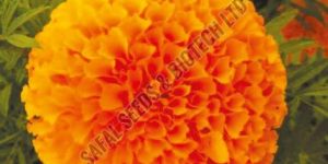 Mastani Marigold Seeds