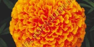 Narnagi Marigold Seeds