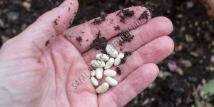 Open Pollinated Seeds