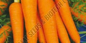 Rocky Carrot Seeds