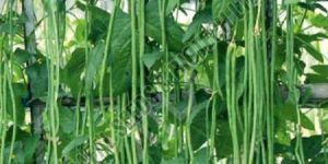 Sel.SSB 797 Beans Seeds