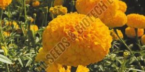 Sunheri Marigold Seeds