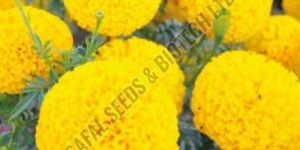 Victoria Marigold Seeds