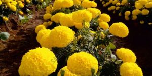 Yellow Passion Marigold Seeds