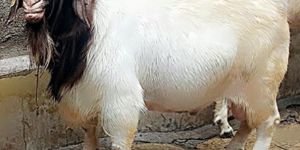 Live Boer Goat