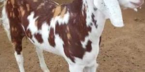 Live Gujri Goat