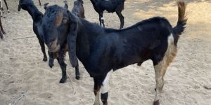 Live Karoli Kota Goat