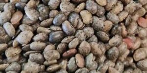 Himalayan Horsegram/gahat/kulthi - Hill Crops