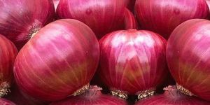 Fresh Big Red Onion