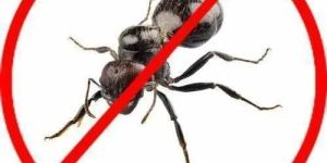 Black Ant Control Services