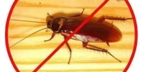 Cockroach Control Services