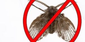 Drain Flies Control Services