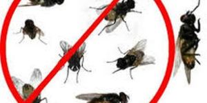 Fly Control Services