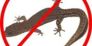 Lizard Control Services