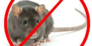 Rodent Control Services