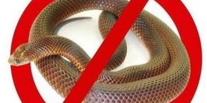 Snake Control Services