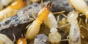 Termite Control Services