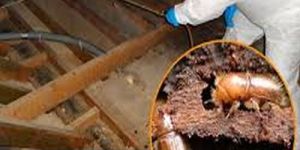 Wood Borer Control Services