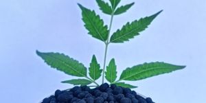 Black Bentonite Granule