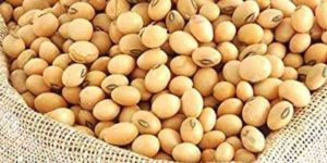 A Grade Soya Bean