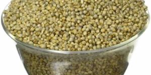 Pearl Millet Seed