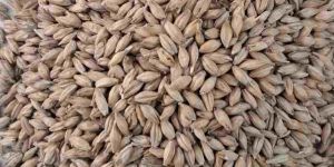 Animal Feed Barley