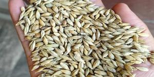 Brown Whole Barley Grains