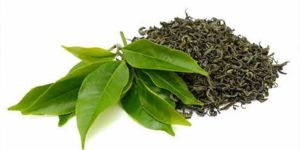 Export Quality Green Tea Leaves