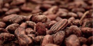 Organic Cocoa Beans