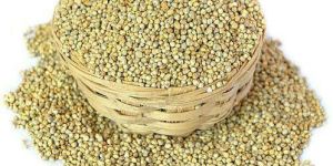 Organic Millet Seed